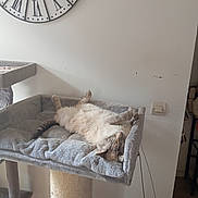 Sissi participe au concours pour gagner de l'argent avec cette photo : animal, cat, cat_bed, comfortable, cozy, fluffy, furniture, gray, home, indoor, paws, pet, relaxed, resting, scratching_post, sleeping, soft, tail, wall_clock, whiskers