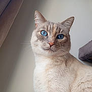 Sissi a rejoint le concours — aidez-le/la à gagner de superbes lots ! cat, blue_eyes, cream_fur, indoor, portrait, pet, whiskers, ears, face, fur_texture, curtain, clock, home, close_up, looking, animal, feline, domestic_cat, soft_light, cozy