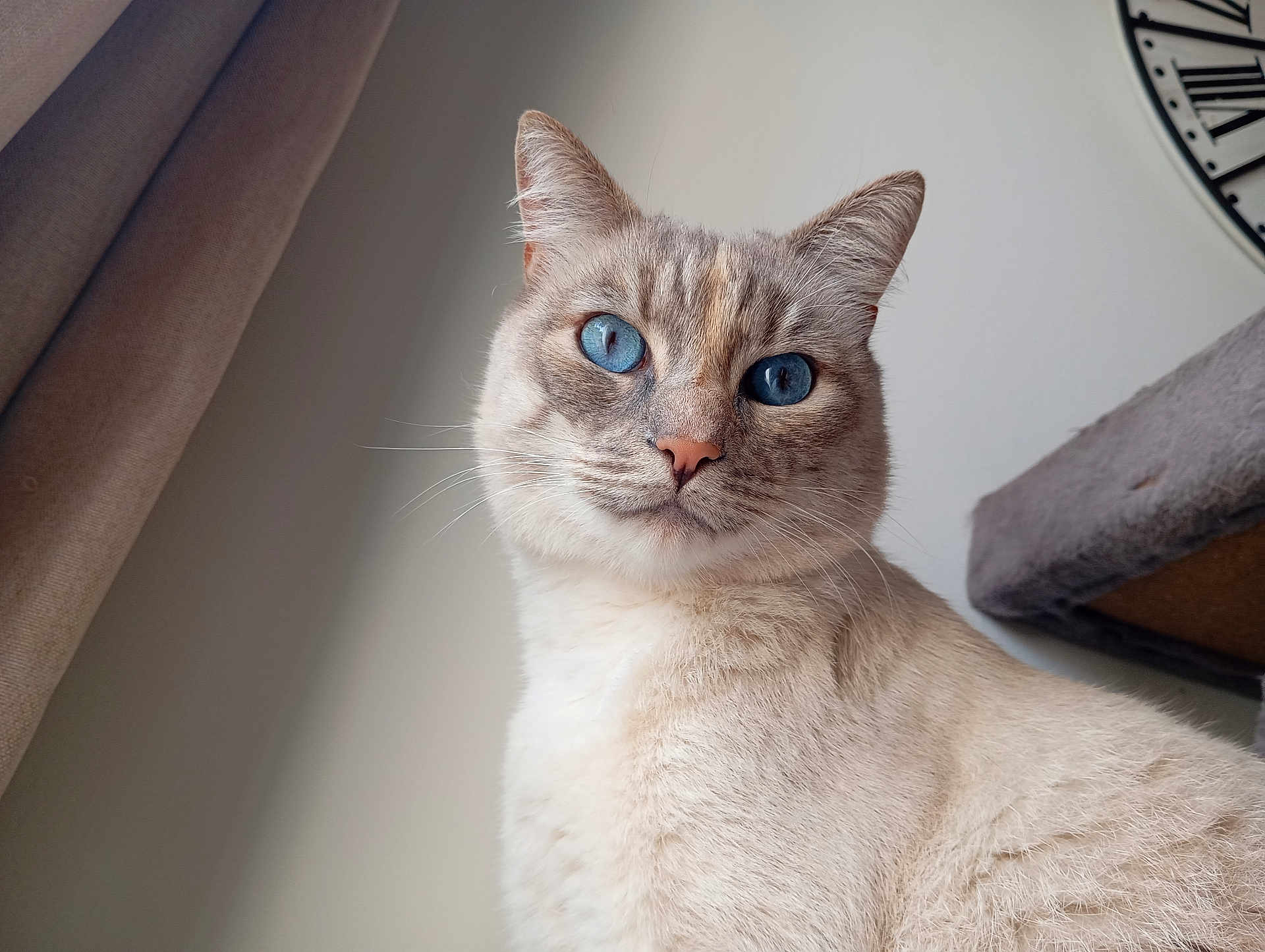 Sissi a rejoint le concours — aidez-le/la à gagner de superbes lots ! cat, blue_eyes, cream_fur, indoor, portrait, pet, whiskers, ears, face, fur_texture, curtain, clock, home, close_up, looking, animal, feline, domestic_cat, soft_light, cozy