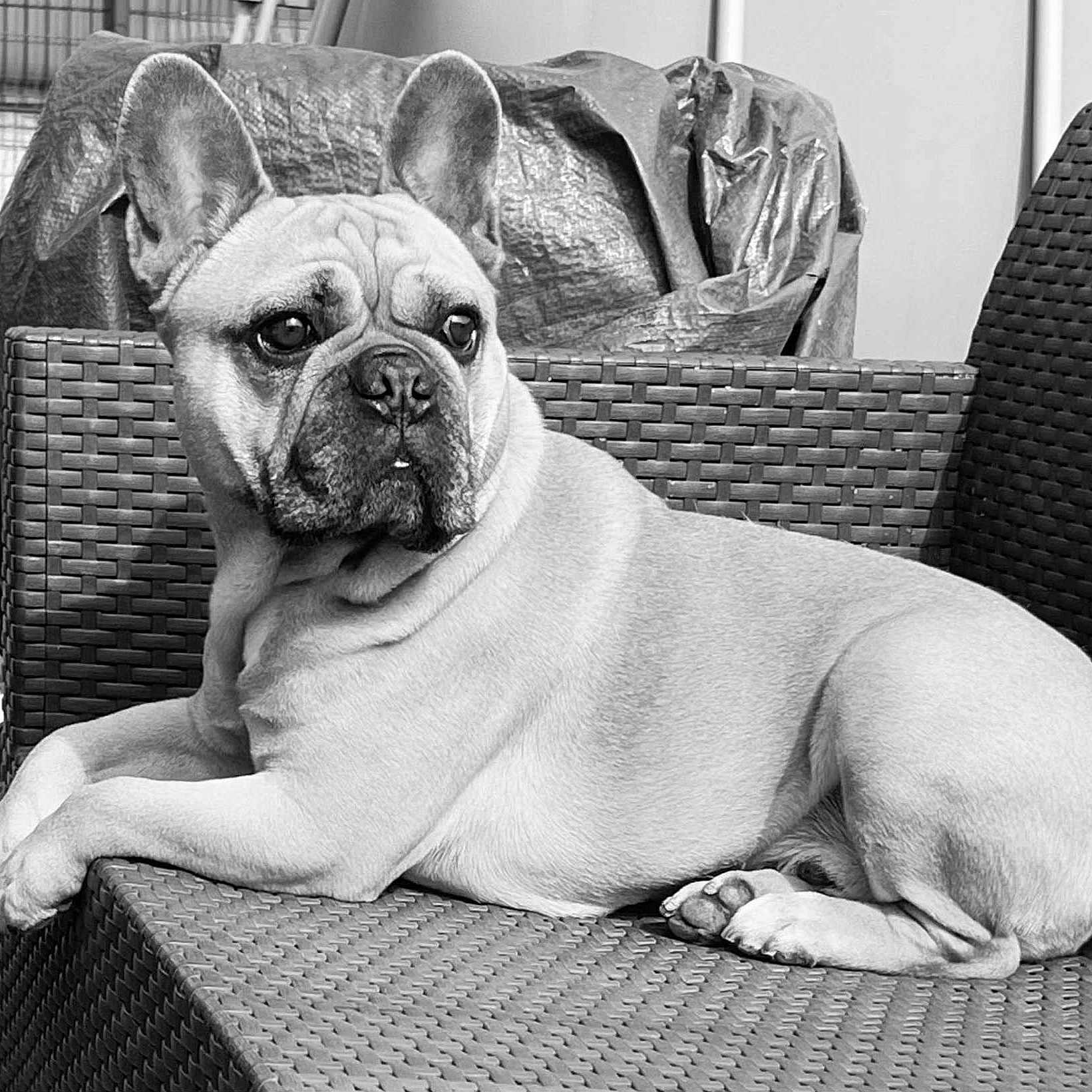 Simba participe au concours pour gagner de l'argent avec cette photo : animal, black_and_white, canine, chair, companion, cute, dog, domestic_animal, ears, french_bulldog, furniture, laying_down, looking_away, outdoor, paw, pet, portrait, relaxed, resting, short_hair