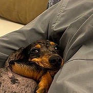 Arlo participe au concours pour gagner de l'argent avec cette photo : dog, puppy, dachshund, sleeping, cozy, blanket, indoor, cute, pet, fur, paw, snuggling, brown, black, spotted, resting, closeup, animal, companion, relaxed
