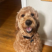 Beckham is registered to the contest to win money with this photo: dog, curly_fur, smiling, indoor, wooden_floor, collar, pet_tag, happy, canine, brown_fur, house, kitchen, wall, door_frame, shadow, flooring, domestic_animal, mammal, friendly, looking_up