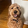 brown_fur, canine, collar, curly_fur, dog, domestic_animal, door_frame, flooring, friendly, happy, house, indoor, kitchen, looking_up, mammal, pet_tag, shadow, smiling, wall, wooden_floor