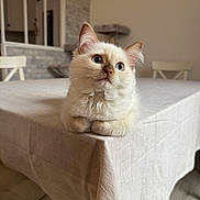 Ambre a rejoint le concours — aidez-le/la à gagner de superbes lots ! kitten, cat, blue_eyes, fluffy, table, tablecloth, indoors, furniture, curious, loaf_pose, cream_color, pet, domestic_animal, paws, cozy, house, chair, wooden_floor, resting, cute