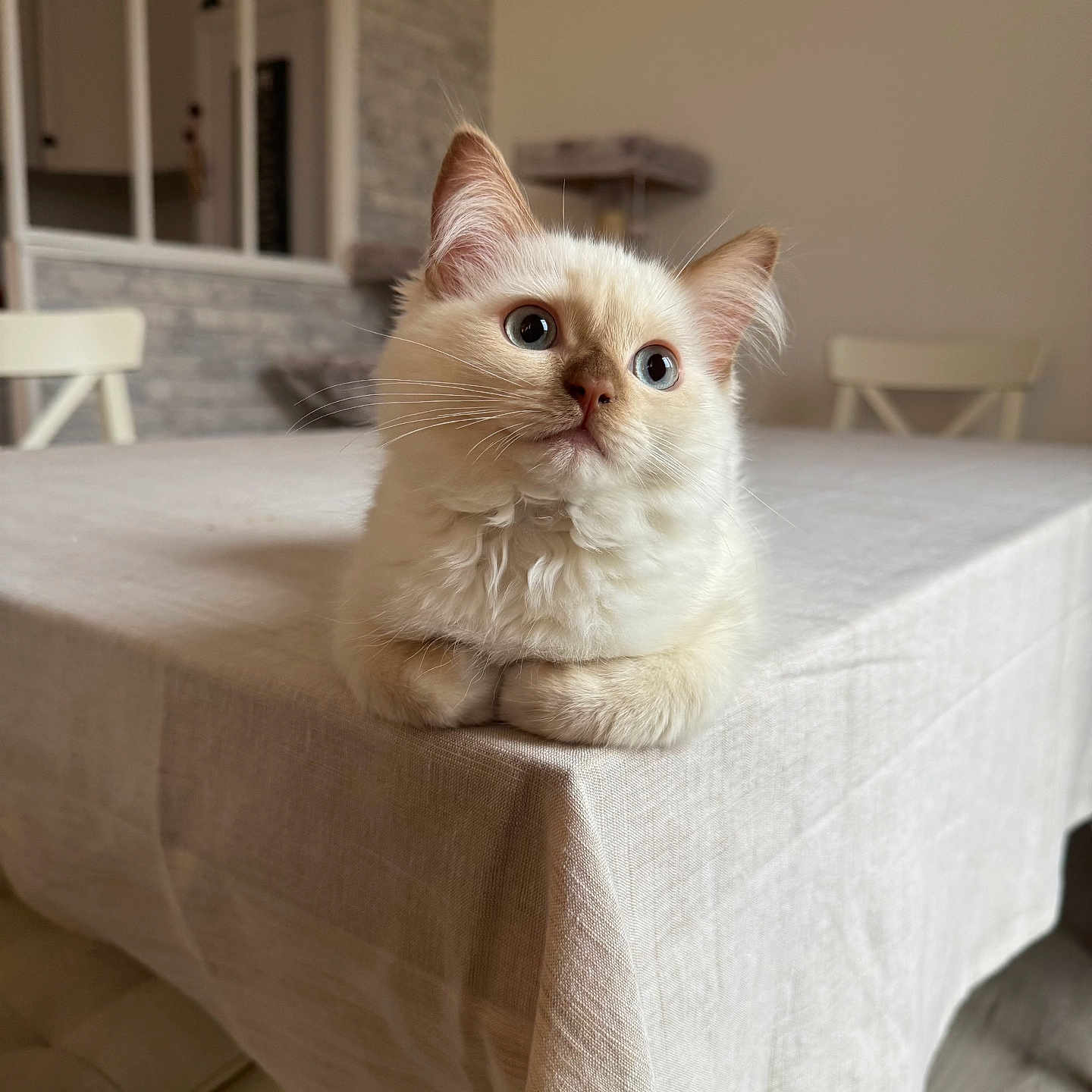 Ambre a rejoint le concours — aidez-le/la à gagner de superbes lots ! blue_eyes, cat, chair, cozy, cream_color, curious, cute, domestic_animal, fluffy, furniture, house, indoors, kitten, loaf_pose, paws, pet, resting, table, tablecloth, wooden_floor