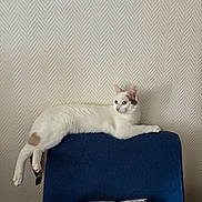 Snow participe au concours pour gagner de l'argent avec cette photo : cat, white_cat, brown_markings, blue_chair, cushion, indoor, home, furniture, lounging, relaxed, lying_down, long_body, tail, paws, ears, eyes, textured_wall, patterned_fabric, portrait, pet