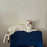 cat, white_cat, brown_markings, blue_chair, cushion, indoor, home, furniture, lounging, relaxed, lying_down, long_body, tail, paws, ears, eyes, textured_wall, patterned_fabric, portrait, pet