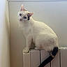 cat, white_cat, blue_eyes, sitting, radiator, indoor, portrait, animal, pet, feline, long_tail, dark_tail, pointed_ears, head_tilt, fur, cream_fur, wall, home, heating, photography