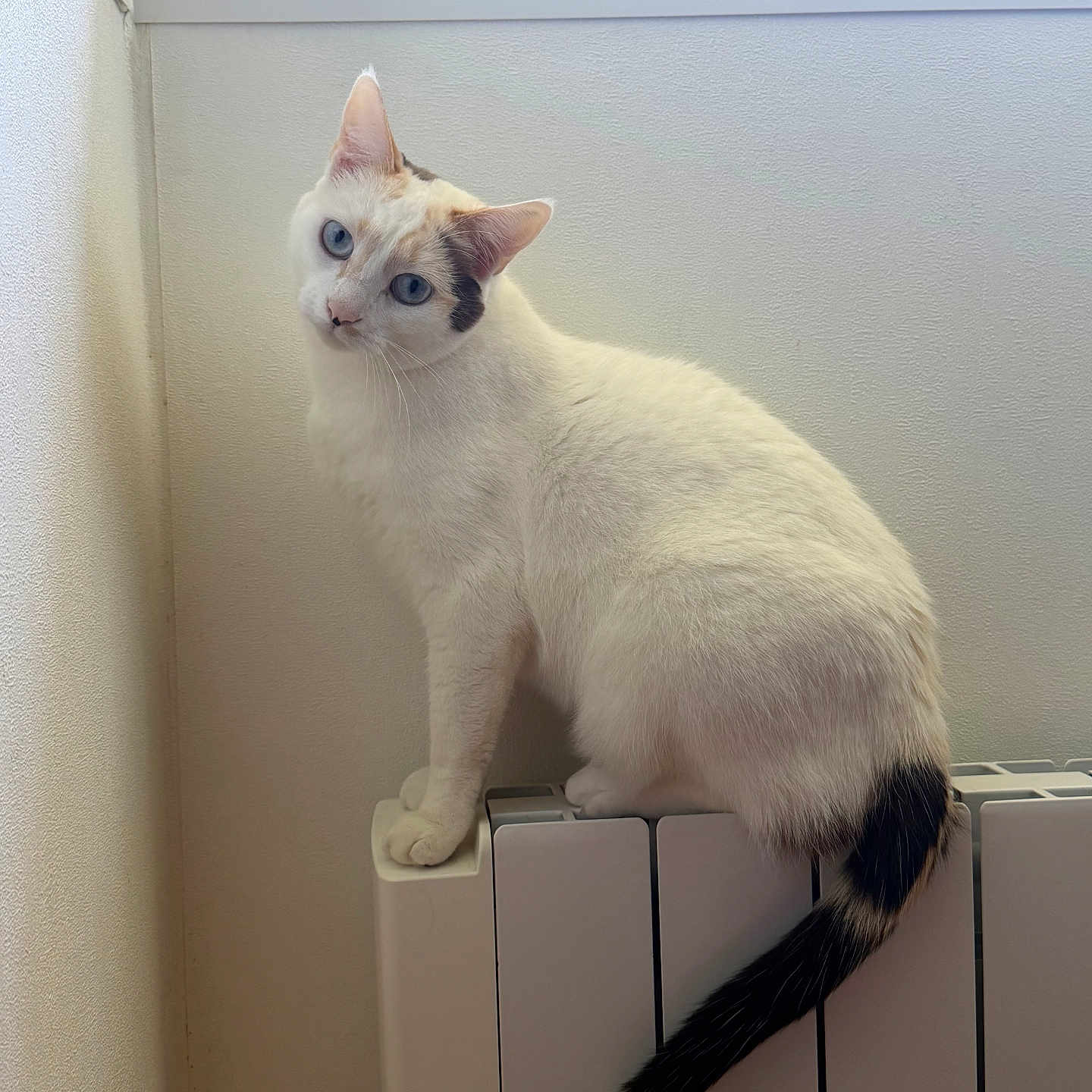 Snow a rejoint le concours — aidez-le/la à gagner de superbes lots ! cat, white_cat, blue_eyes, sitting, radiator, indoor, portrait, animal, pet, feline, long_tail, dark_tail, pointed_ears, head_tilt, fur, cream_fur, wall, home, heating, photography