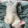 Snow a rejoint le concours — aidez-le/la à gagner de superbes lots ! cat, kitten, white_cat, sleeping, resting, lying_down, upside_down, pink_ears, pink_nose, fur, whiskers, paws, blanket, bed, bedroom, cozy, indoor, pet, cute, portrait