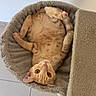 Phenix a rejoint le concours — aidez-le/la à gagner de superbes lots ! cat, orange_cat, tabby, pet, animal, feline, upside_down, lying_down, sleeping, relaxed, playful, raised_paw, whiskers, green_eyes, cat_bed, plush_bed, indoor, tile_floor, human_feet, cozy