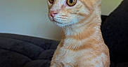 Phenix a rejoint le concours — aidez-le/la à gagner de superbes lots ! cat, kitten, orange_cat, tabby, white_fur, pet, animal, portrait, sitting, indoors, couch, furniture, alert, large_eyes, ears, whiskers, pink_nose, short_hair, close_up, home