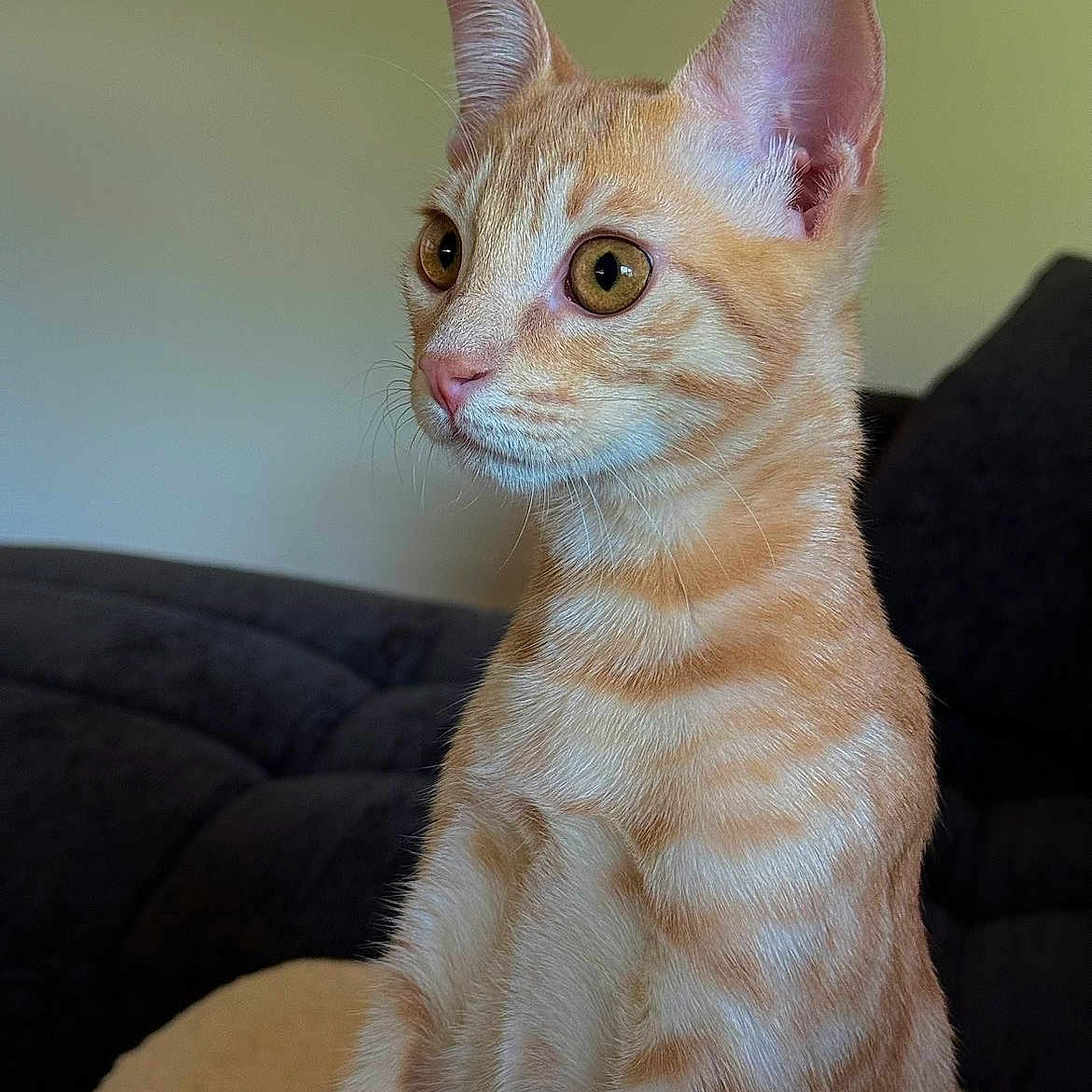 Phenix a rejoint le concours — aidez-le/la à gagner de superbes lots ! cat, kitten, orange_cat, tabby, white_fur, pet, animal, portrait, sitting, indoors, couch, furniture, alert, large_eyes, ears, whiskers, pink_nose, short_hair, close_up, home