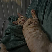 Phenix participe au concours pour gagner de l'argent avec cette photo : cat, orange_tabby, pet, feline, animal, lying_down, belly_up, raised_paw, relaxed, sleepy, playful, whiskers, ears, fur, striped_fur, indoor, blanket, couch, radiator, portrait