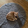 Phenix participe au concours pour gagner de l'argent avec cette photo : cat, orange_tabby, kitten, feline, pet, animal, lying_down, curled_up, fluffy_rug, gray_rug, hardwood_floor, indoor, home, floor, wood_grain, white_cabinet, relaxed, looking_at_camera, striped_fur, cute