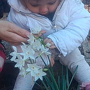 Katrina is registered to the contest to win money with this photo: child, toddler, white_jacket, flowers, white_flowers, outdoor, nature, plant, green_leaves, adult_hand, curious, exploring, ground, dirt, leaves, pants, shoes, garden, seasonal, daylight