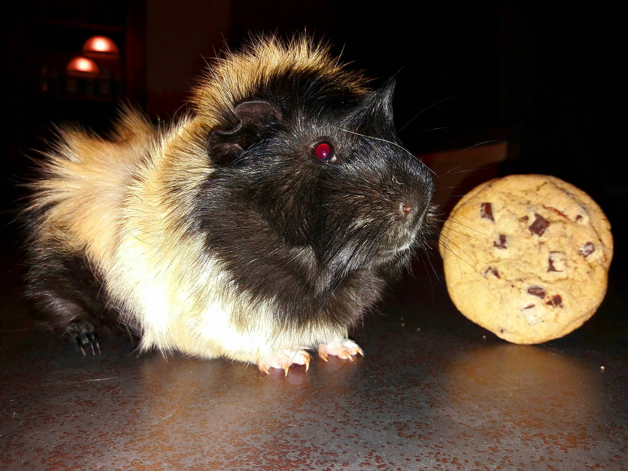 Cookie a rejoint le concours — aidez-le/la à gagner de superbes lots ! fawn, fur, guinea_pig, hamster, mouse, rat, rodent, snout