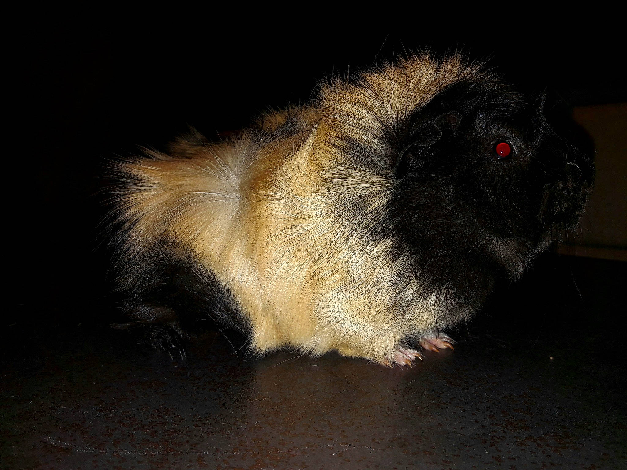 Cookie participe au concours pour gagner de l'argent avec cette photo : fawn, fur, guinea_pig, mammal, rodent, snout