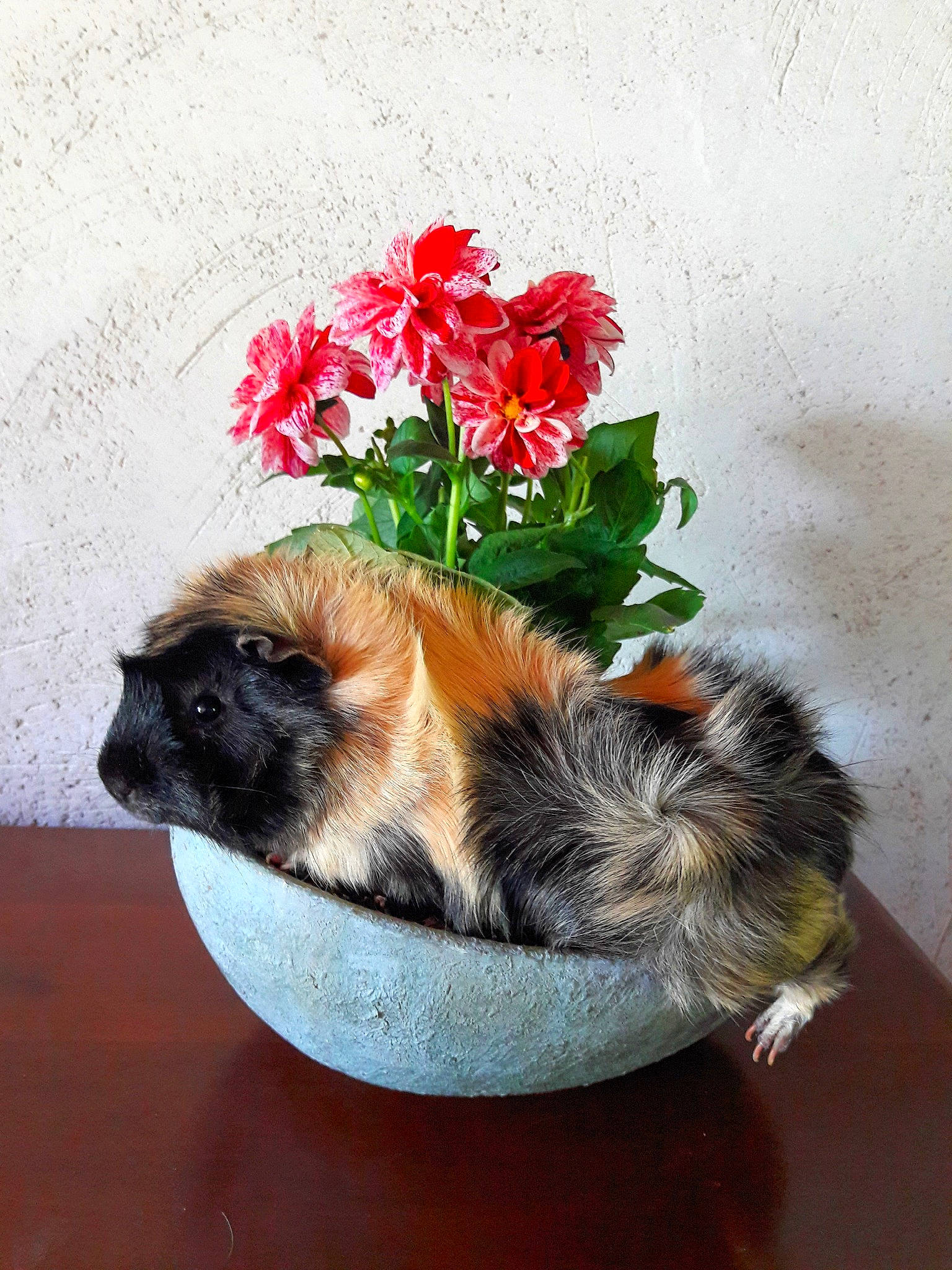 Cookie a rejoint le concours — aidez-le/la à gagner de superbes lots ! canidae, carnivore, companion_dog, dog, dog_breed, flower, flowerpot, mammal, plant, puppy, tibetan_spaniel