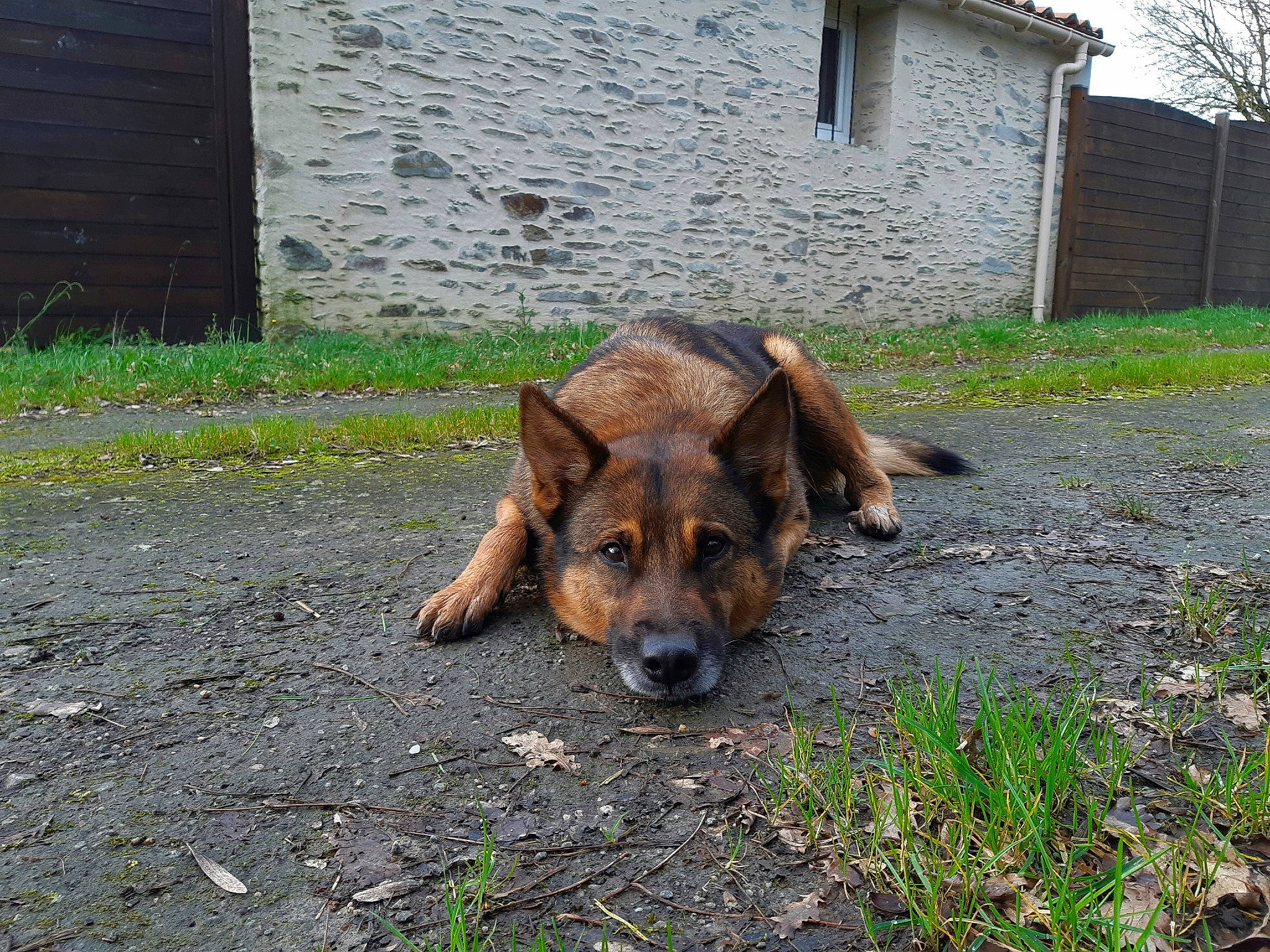 Chaussette participe au concours pour gagner de l'argent avec cette photo : canidae, carnivore, dog, dog_breed, fawn, german_shepherd_dog, grass, mammal, old_german_shepherd_dog, plant, snout, street_dog, vertebrate