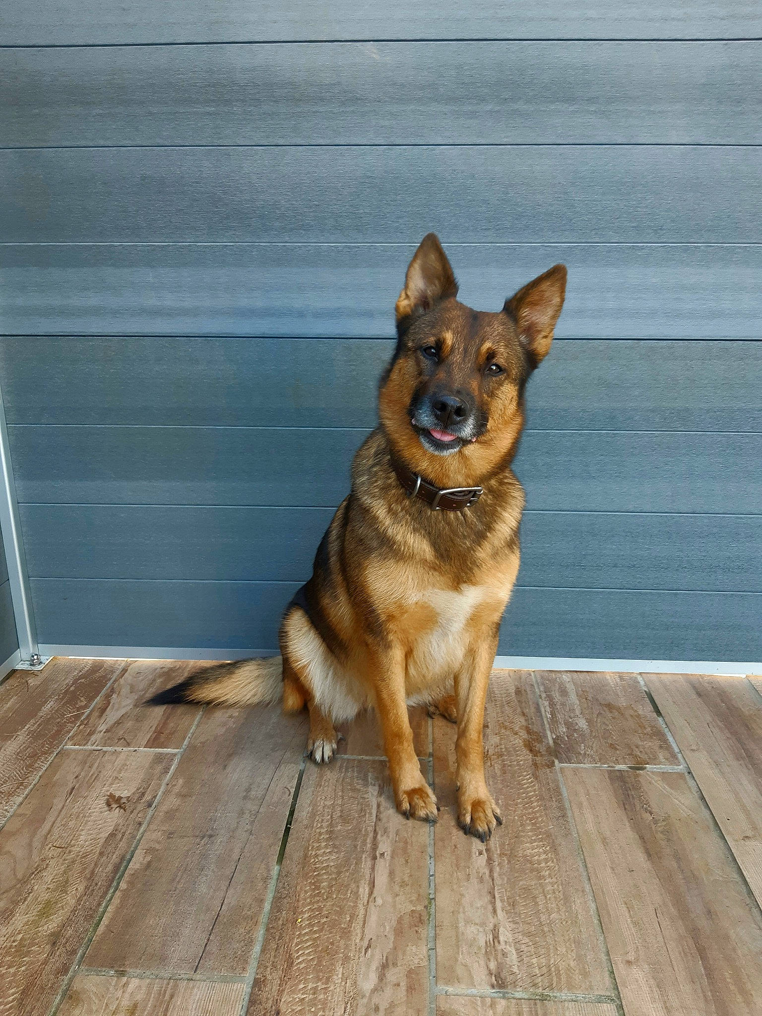 Chaussette participe au concours pour gagner de l'argent avec cette photo : canidae, carnivore, dog, dog_breed, east_european_shepherd, fawn, german_shepherd_dog, king_shepherd, kunming_wolfdog, mammal, old_german_shepherd_dog, rare_breed_dog, snout, swedish_vallhund, vertebrate, wolfdog, working_dog