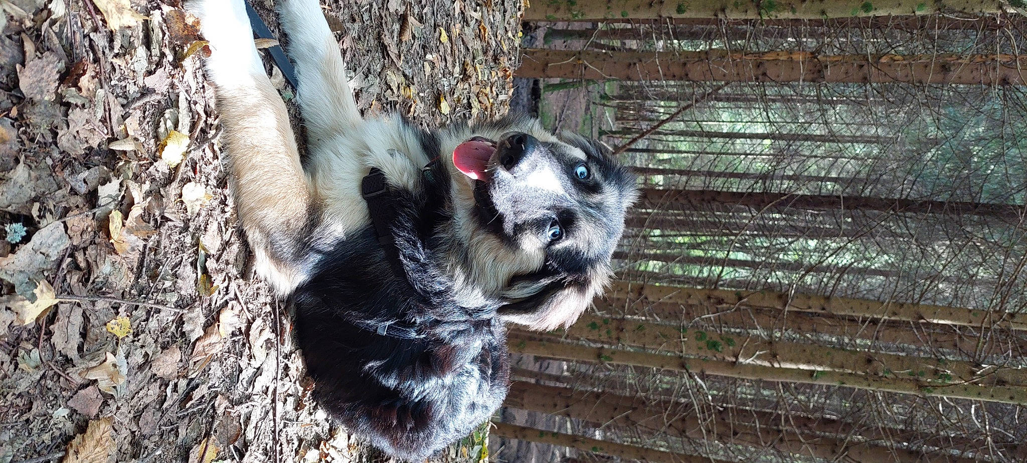 Tao a rejoint le concours — aidez-le/la à gagner de superbes lots ! animal_shelter, beak, canidae, carnivore, dog_breed, fawn, fence, lemur, mammal, marsupial, mesh, plant, snout, sporting_group, tail, terrestrial_animal, tree, vertebrate, whiskers, wood