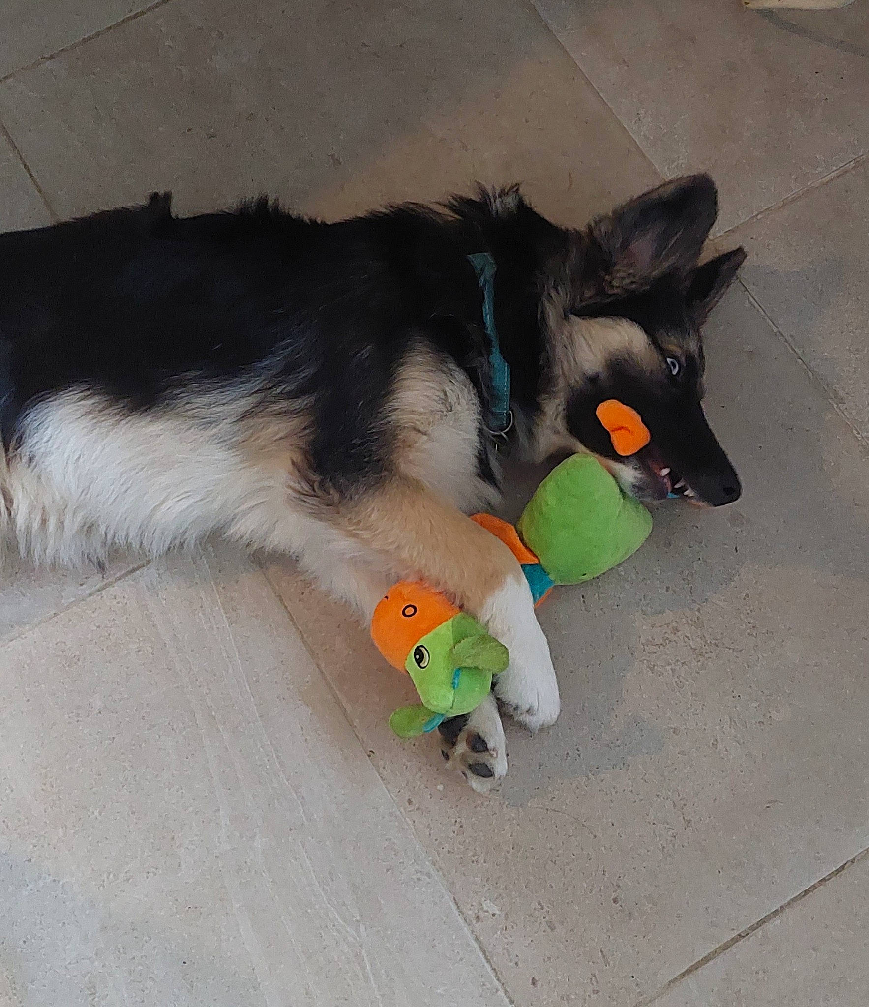 Tao a rejoint le concours — aidez-le/la à gagner de superbes lots ! biting, canidae, carnivore, cat_toy, companion_dog, dog_breed, dog_supply, felidae, flooring, foot, fur, herding_dog, paw, snout, sporting_group, stuffed_toy, tail, toy, whiskers, working_dog