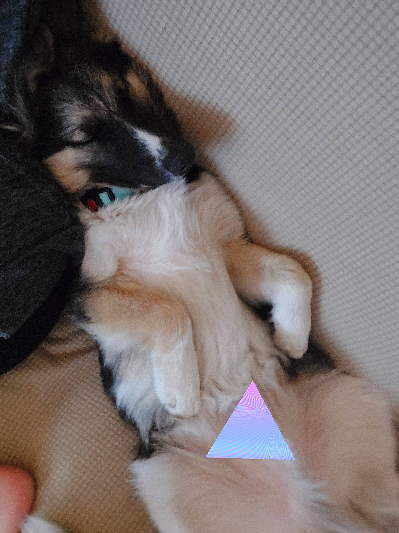 Tao a rejoint le concours — aidez-le/la à gagner de superbes lots ! carnivore, cat, claw, comfort, companion_dog, dog_breed, electric_blue, fawn, felidae, finger, foot, fur, gesture, human_leg, nail, paw, small_to_medium_sized_cats, tail, thigh, whiskers