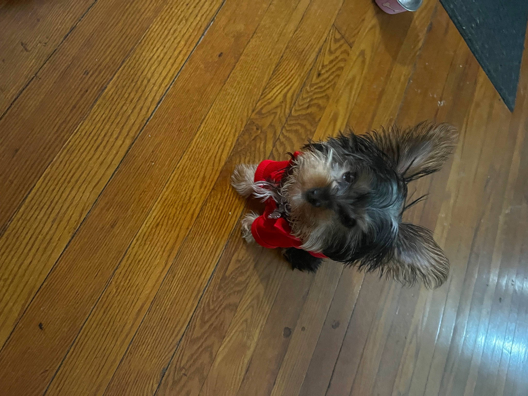 Buffi is registered to the contest to win money with this photo: carnivore, companion_dog, dog_breed, felidae, floor, flooring, fur, hardwood, laminate_flooring, pest, plank, plywood, rodent, small_to_medium_sized_cats, tail, varnish, whiskers, wood, wood_flooring, wood_stain