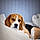 Snoopy