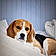 Snoopy