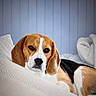 dog, beagle, pet, animal, portrait, indoors, bed, blanket, pillows, cozy, resting, lying_down, floppy_ears, brown_and_white, black_and_white, hound, home, bedroom, soft_furnishings, photography