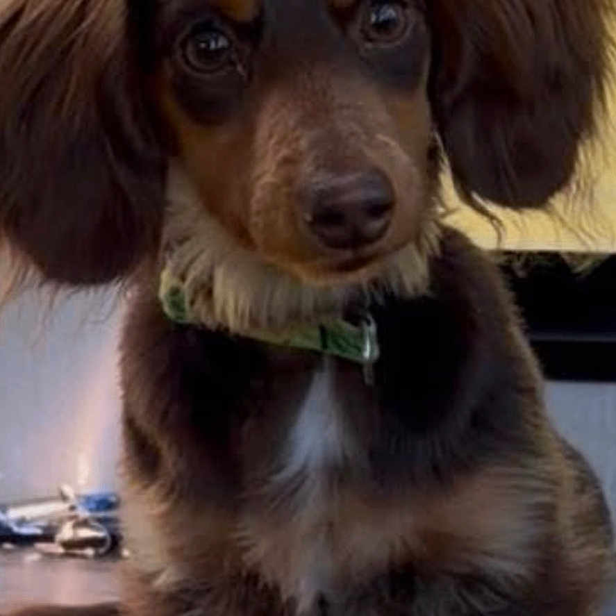 Penelope