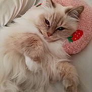 Thalie participe au concours pour gagner de l'argent avec cette photo : cat, fluffy, cream_colored, relaxed, lying_down, bed, pillow, pink, strawberry, cute, pet, feline, indoor, soft, cozy, whiskers, ears, close_up, animal, resting