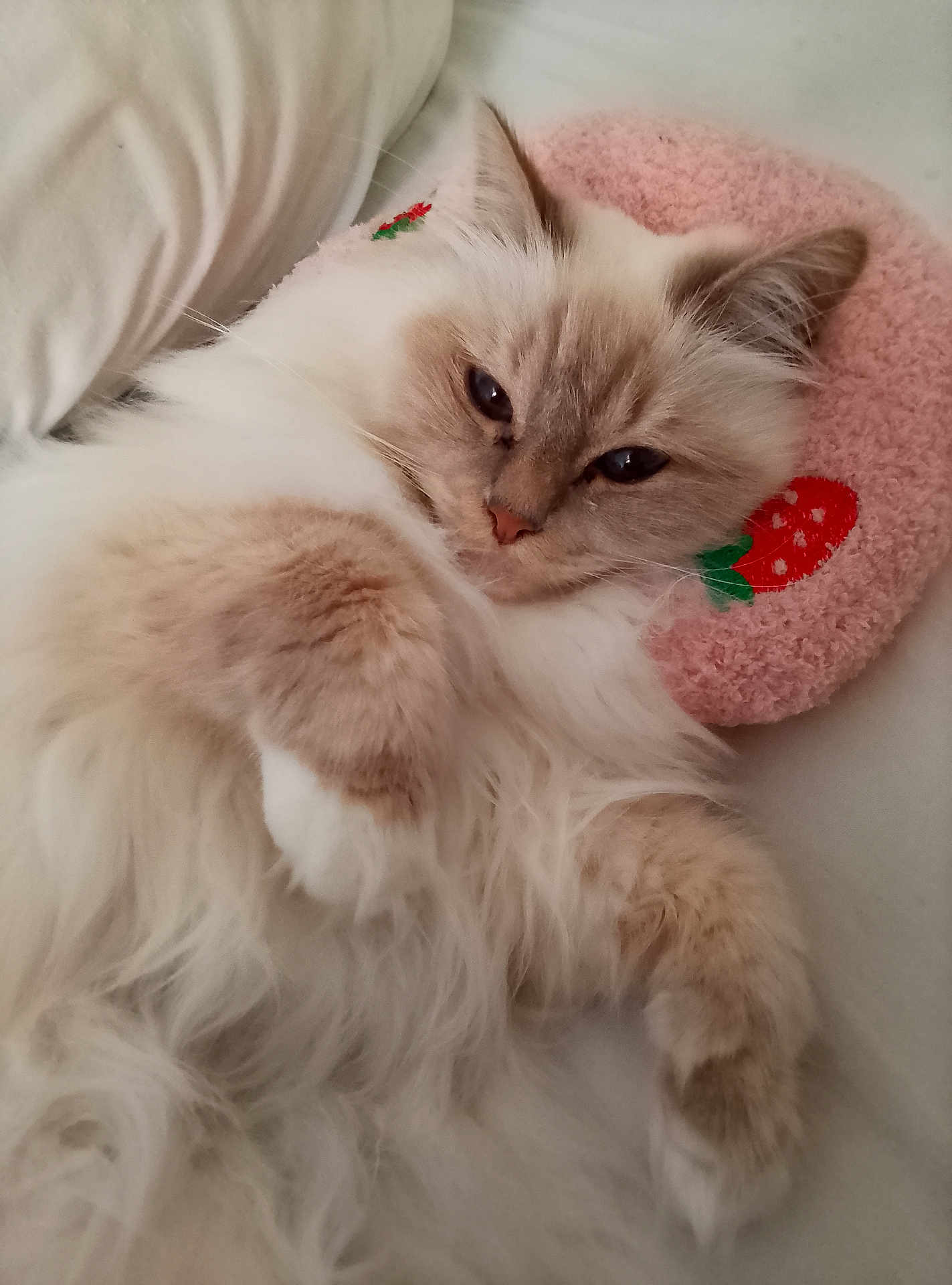 Thalie participe au concours pour gagner de l'argent avec cette photo : cat, fluffy, cream_colored, relaxed, lying_down, bed, pillow, pink, strawberry, cute, pet, feline, indoor, soft, cozy, whiskers, ears, close_up, animal, resting