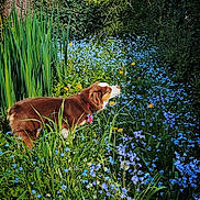 Pupuce participe au concours pour gagner de l'argent avec cette photo : dog, brown_dog, white_dog, flower_field, blue_flowers, green_grass, wildflowers, nature, outdoor, sunlight, foliage, plants, pet, canine, collar, spring, summer, animal, scenic, serene
