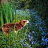 dog, brown_dog, white_dog, flower_field, blue_flowers, green_grass, wildflowers, nature, outdoor, sunlight, foliage, plants, pet, canine, collar, spring, summer, animal, scenic, serene