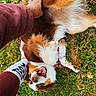 Pupuce participe au concours pour gagner de l'argent avec cette photo : dog, grass, blue_eyes, playful, petting, hand, fur, outdoor, rolling, happy, person, socks, maroon_pants, nature, canine, smiling, tongue_out, collar, paw, daylight