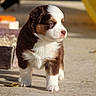 puppy, dog, outdoor, sunlight, concrete, curious, young_animal, brown_and_white, fluffy, pet, animal, small, cute, walking, daylight, blurred_background, fur, adorable, portrait, ground
