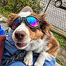 Pupuce a rejoint le concours — aidez-le/la à gagner de superbes lots ! dog, goggles, pet, outdoor, greenery, fence, car, lap, fur, nose, whiskers, reflection, blue_clothing, brown_and_white_fur, cute, playful, animal, close_up, leash, person
