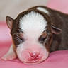 puppy, newborn, sleeping, pink_nose, closed_eyes, fur, cute, animal, pet, soft, blanket, closeup, resting, young, adorable, small, mammal, brown_fur, white_fur, peaceful
