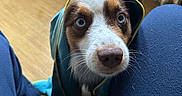 Pupuce a rejoint le concours — aidez-le/la à gagner de superbes lots ! dog, blue_eyes, hooded_jacket, indoor, wooden_floor, pet, curious, close_up, animal, brown_and_white, snout, whiskers, looking_up, legs, clothing, home, cozy, domestic, companion, cute