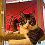 animal, cat, closeup, curious, domestic_cat, eyes, face, fur, indoor, paws, perch, pet, plant, red_umbrella, relaxed, resting, stripes, tabby, whiskers, window