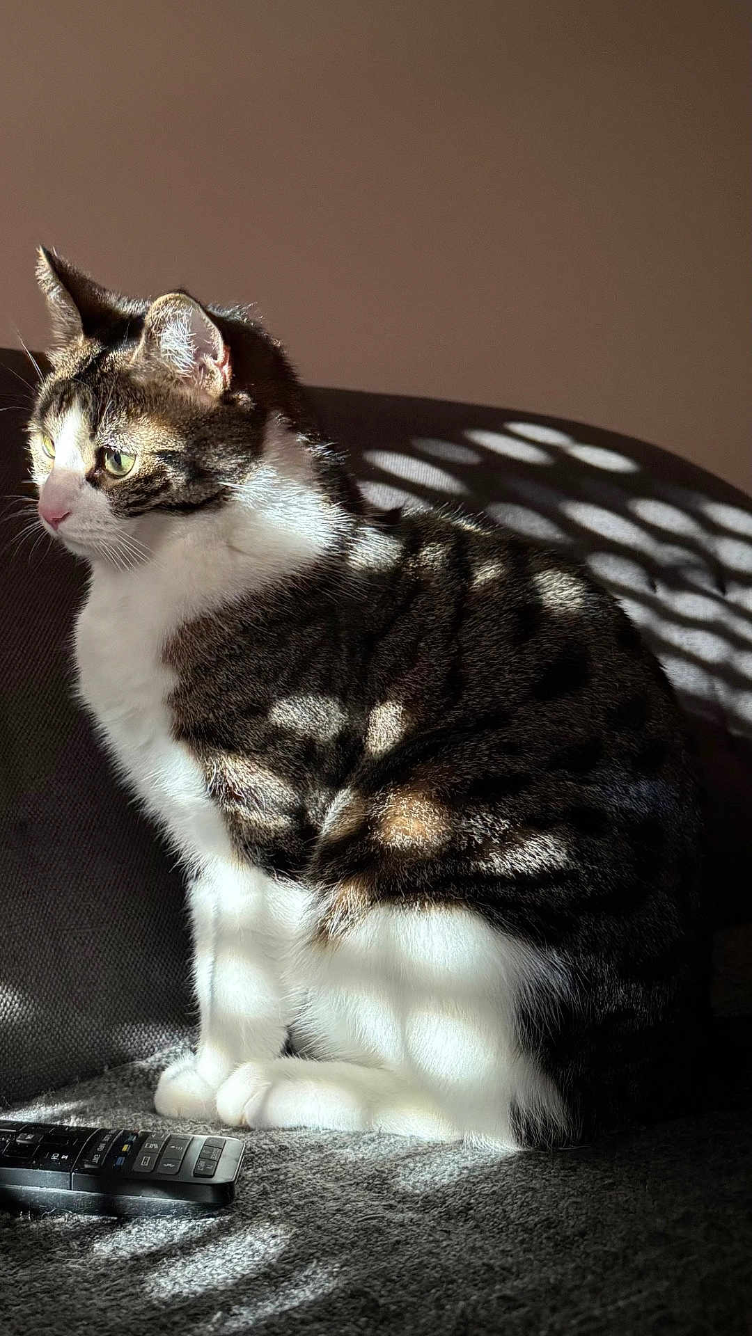 Audi participe au concours pour gagner de l'argent avec cette photo : cat, tabby, sitting, sunlight, shadow, remote_control, indoor, fur, whiskers, ears, eyes, texture, pattern, cozy, home, pet, animal, resting, light, window_shade