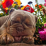 Kobe joined the competition — help win amazing prizes! animal, blossom, close_up, colorful, cute, dog, flowers, fur, nature, nose, outdoor, paw, peaceful, pet, puppy, relaxation, sleeping, snout, sunlight, wrinkled_face