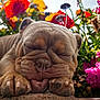 animal, blossom, close_up, colorful, cute, dog, flowers, fur, nature, nose, outdoor, paw, peaceful, pet, puppy, relaxation, sleeping, snout, sunlight, wrinkled_face