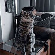 Zéro a rejoint le concours — aidez-le/la à gagner de superbes lots ! animal, architecture, building, cat, chair, coffeetable, couch, desk, face, furniture, head, indoors, kitten, livingroom, manx, pet, plywood, room, table, wood