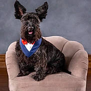Waldo joined the competition — help win amazing prizes! dog, black_dog, pet, sitting, chair, plush_chair, furry, ears, bow_tie, collar, indoor, portrait, cute, animal, canine, fluffy, fur, looking_at_camera, furniture, well_groomed