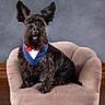 dog, black_dog, pet, sitting, chair, plush_chair, furry, ears, bow_tie, collar, indoor, portrait, cute, animal, canine, fluffy, fur, looking_at_camera, furniture, well_groomed