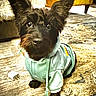 Waldo joined the competition — help win amazing prizes! adapter, alert, animal, black_dog, blanket, chair, clothing, curious, cute, dog, ears, eyes, floor, furniture, hoodie, indoor, mammal, pet, plug, small_dog